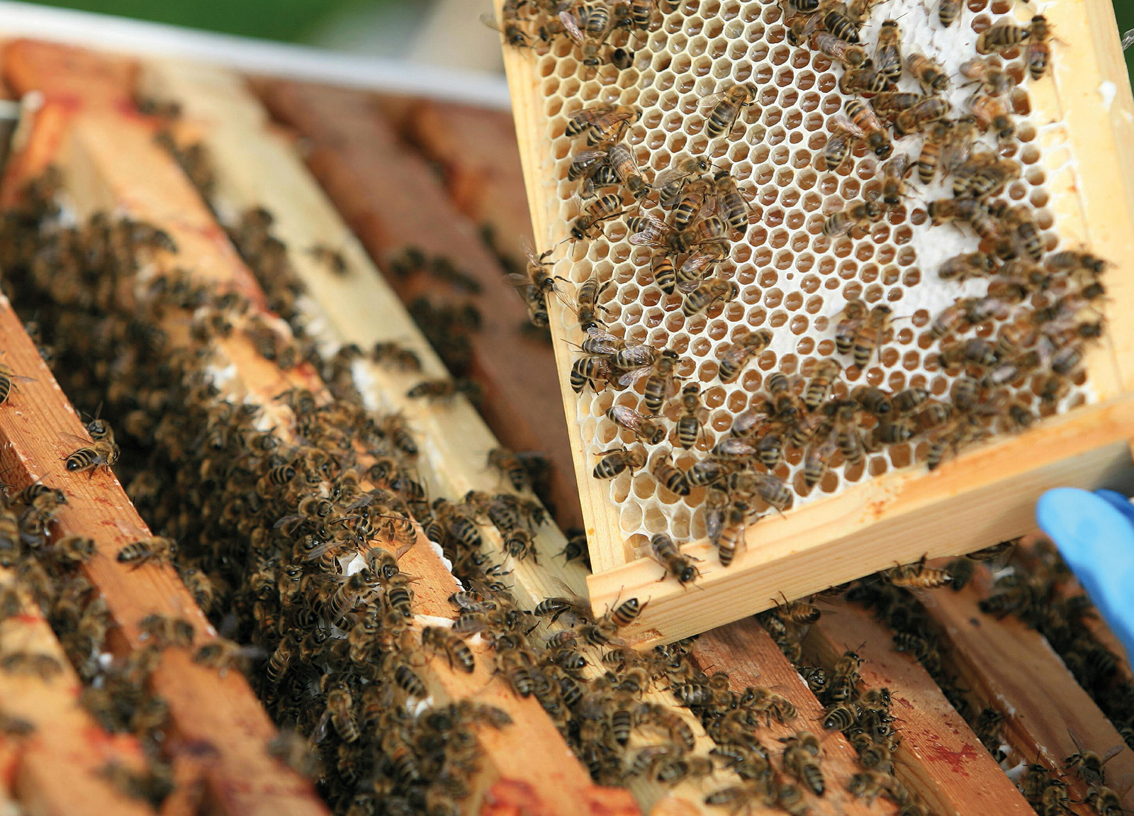 Frame from inside a bee hive.