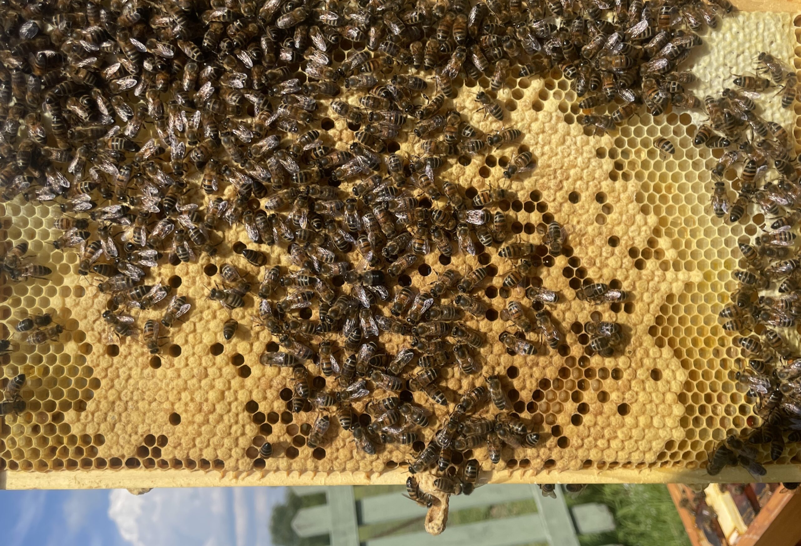 British Bees on a bee hive frame