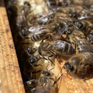 British Bred Nucleus Colonies for Sale (UK)