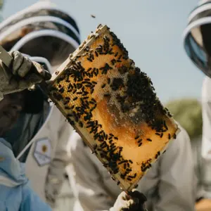 Inside the Hive Experience Voucher (2027 Season) – Cheshire