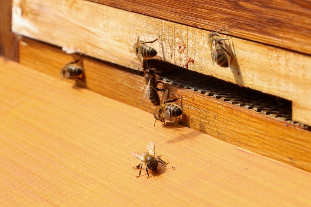 British Bees entering one of our hives
