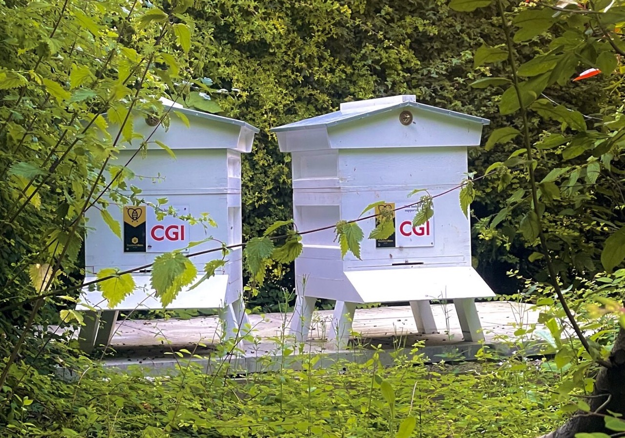 Two bee hives at CGI.