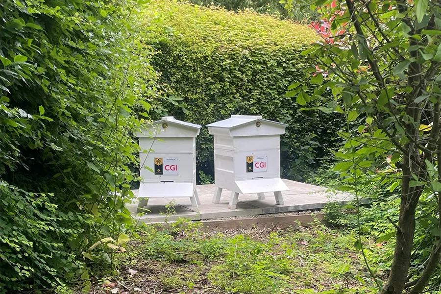 A pair of corporate bee hive hidden amongst the client's hedges