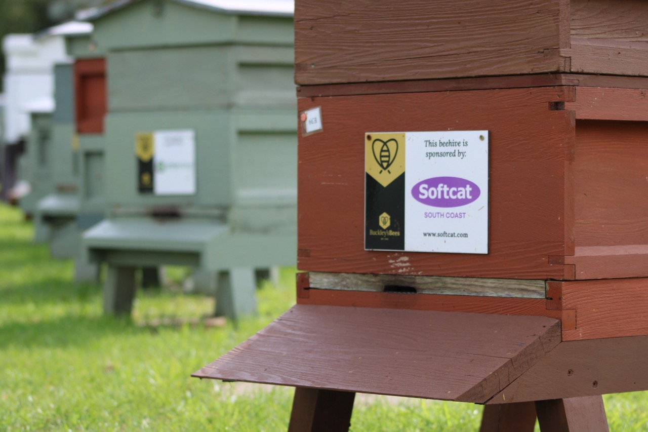 One of the Buckley's Bee hive that Softcat sponsor.