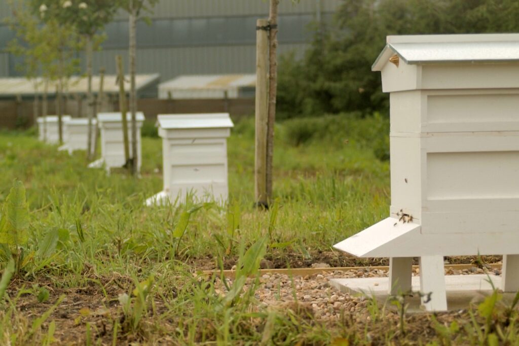 One of the Buckley's Bees Apiary