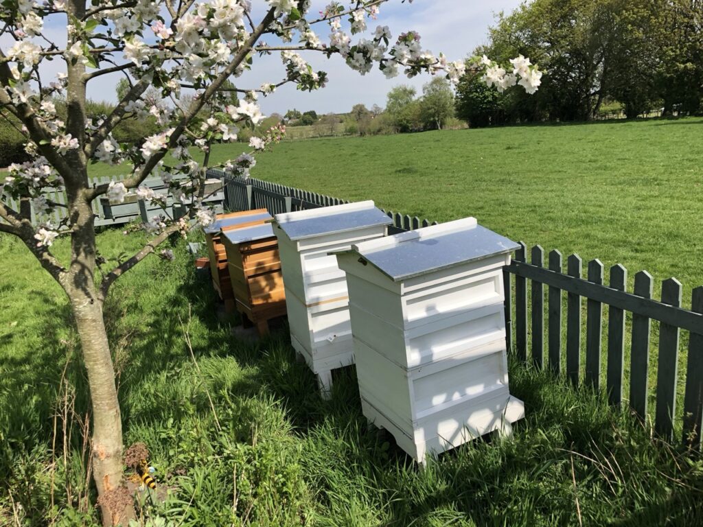 Our Cheshire apiary with a blossom tree in the foreground looking out to a green pasture.